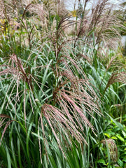 Chinaschilf - Miscanthus sinensis Malepartus - Detailansicht